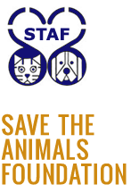 STAF.png